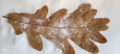 ilustracja do wpisu 
Zobaczyć niewidzialne