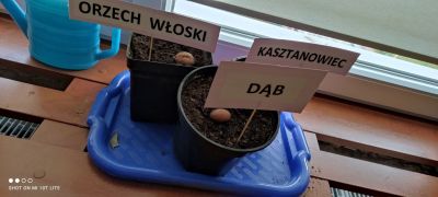 Nasze sadzonki.