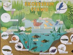 staw