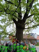 Dzień drzewa