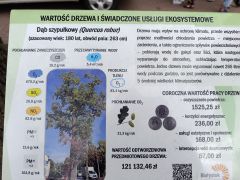 Dzień drzewa